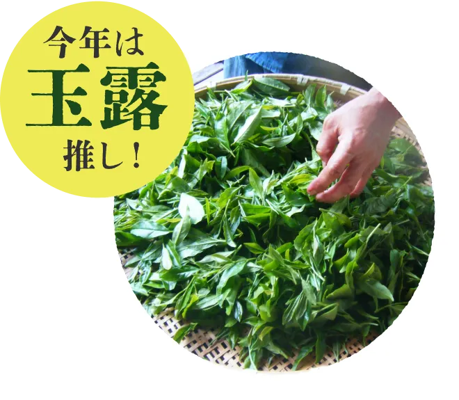 今年は玉露推し！